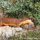 Illustration for article titled Monday Mustelid - Mustela frenata Edition